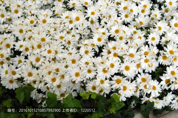白色的雛菊花