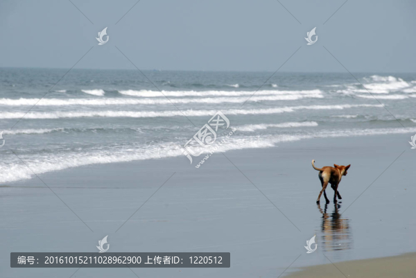 狗在海灘在果阿邦科華放松