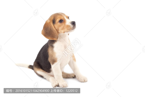 小獵犬小狗坐