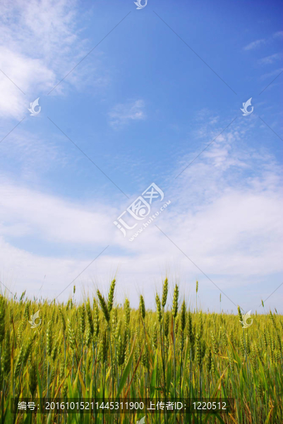 領(lǐng)域