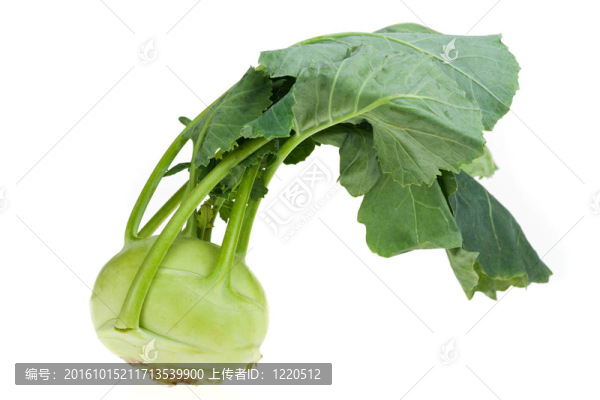 白甘藍單白菜