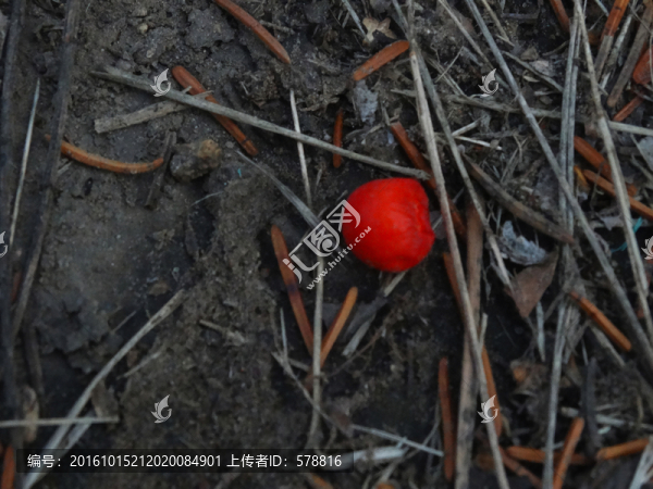 地上的紅果