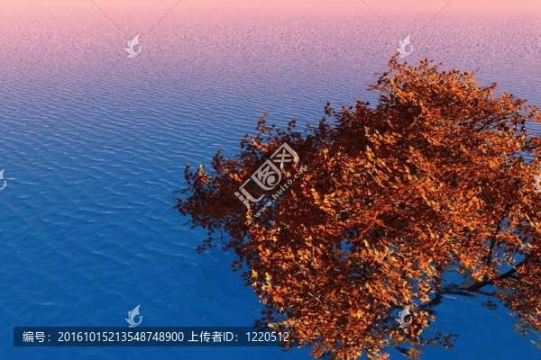 楓和海