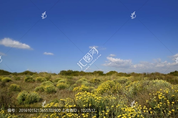 菊科；Helichrysum穗花黃花藍(lán)天下；自然
