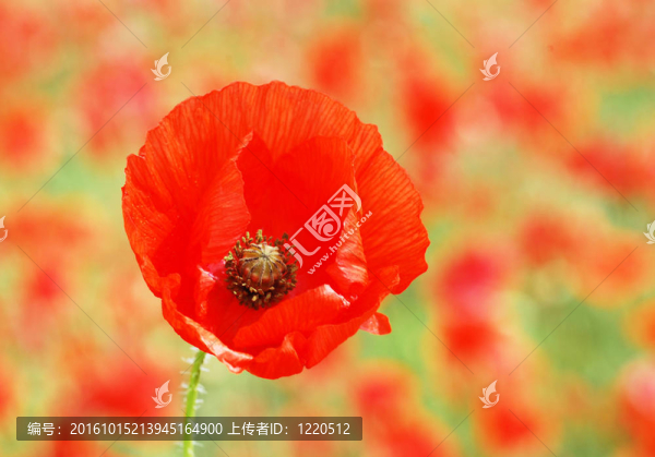 罌粟花