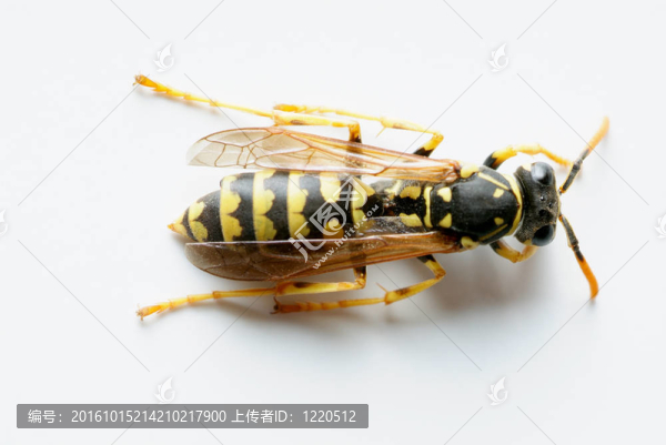 孤立的黃蜂