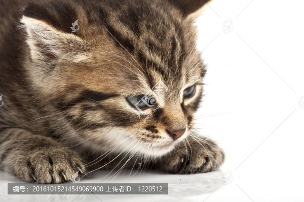 貓