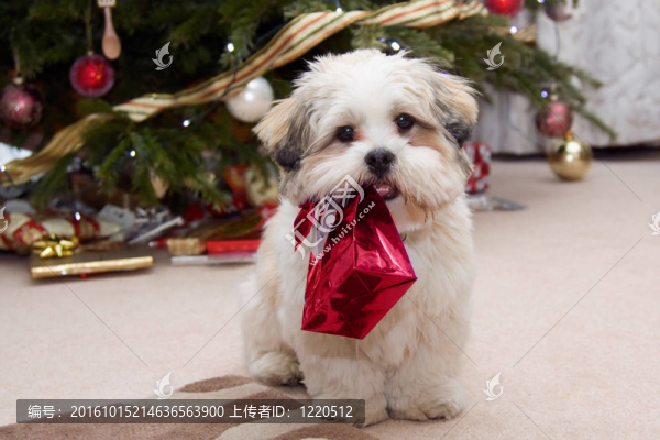 拉薩犬幼犬在圣誕節(jié)