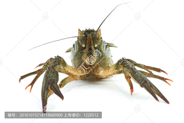 小龍蝦的肖像