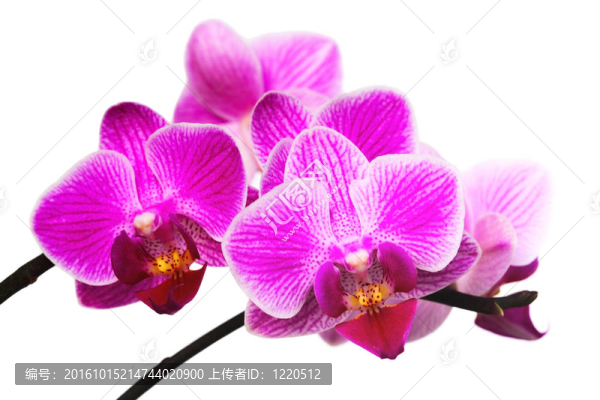 粉紅色的蘭花