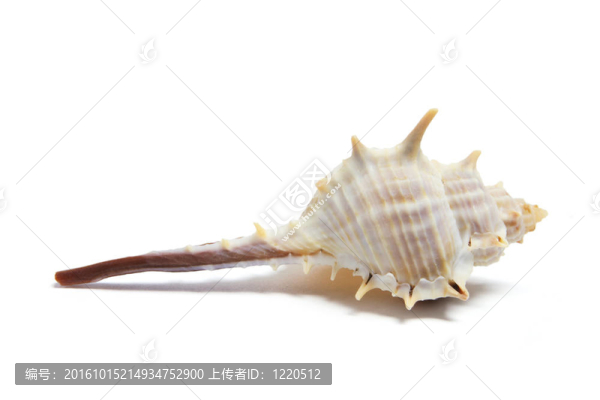 蜘蛛螺