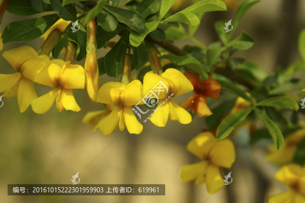 金雀花
