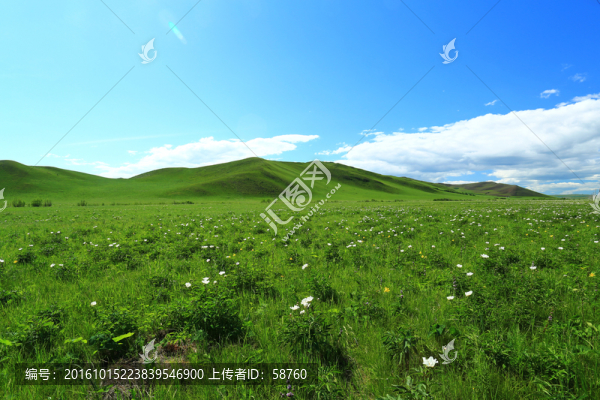 呼倫貝爾草原