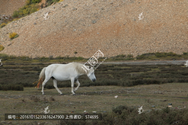 馬