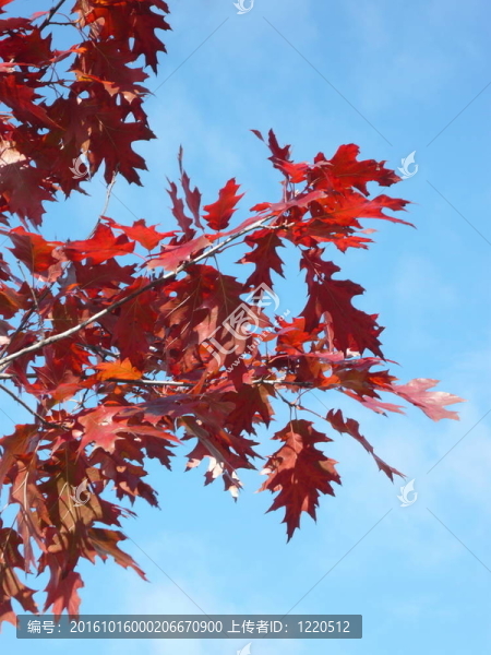 秋天紅楓
