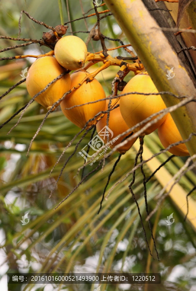椰子樹(shù)