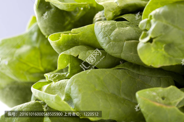 菠菜的葉子。