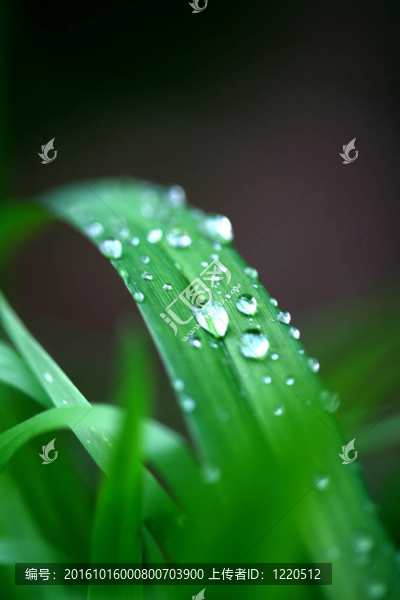 水滴在葉子上