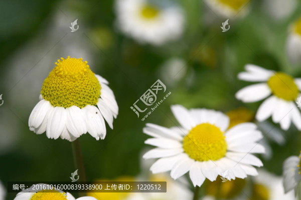 雛菊的背景