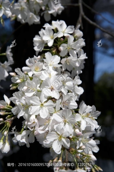 櫻花簇
