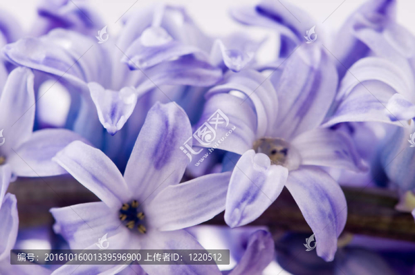 風信子花的白