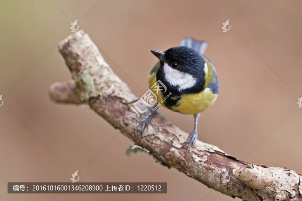 大山雀Parus,major；