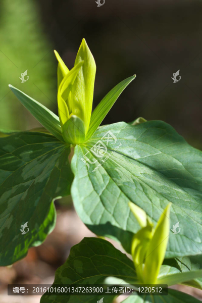 黃色延齡草