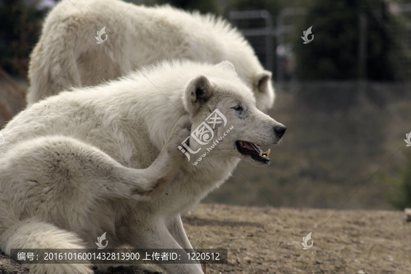北極狼