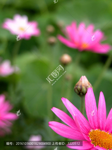 木茼蒿屬的花，選擇性聚焦