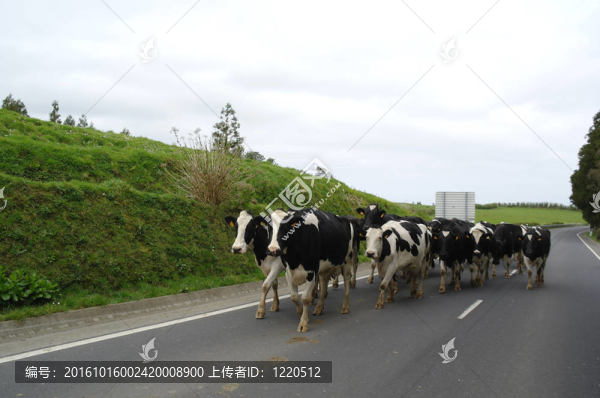道路上的奶牛