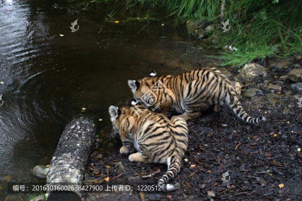 對東北虎幼崽-,Panthera,tigris,altaica