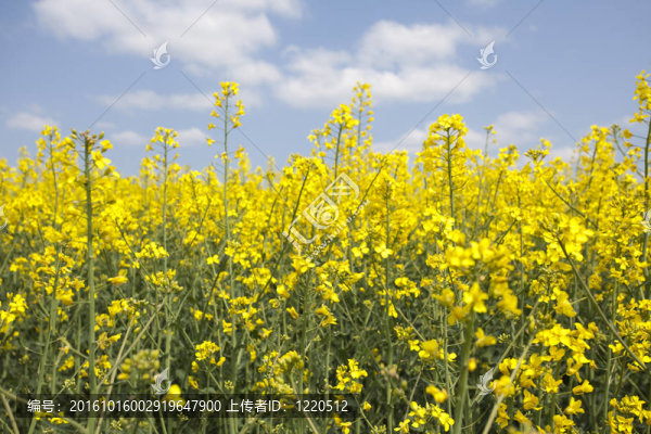 油菜