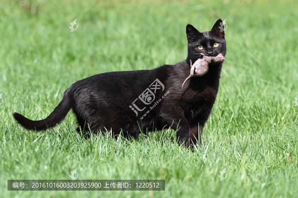 貓和老鼠