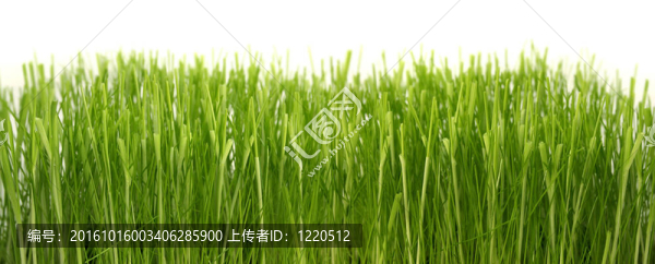 茂密的青草