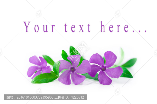 白色背景上的年輕溫柔花朵