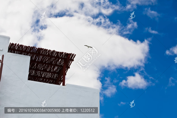 鳥飛過建筑物