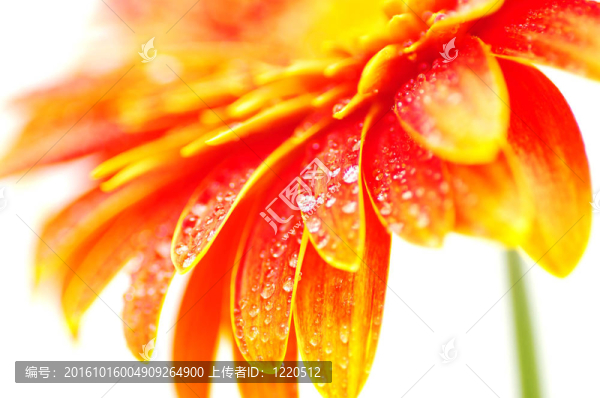 非洲菊