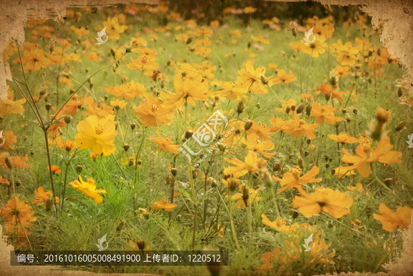 傳統(tǒng)的藝術(shù)之花