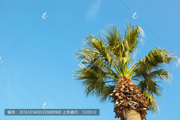 棕櫚樹