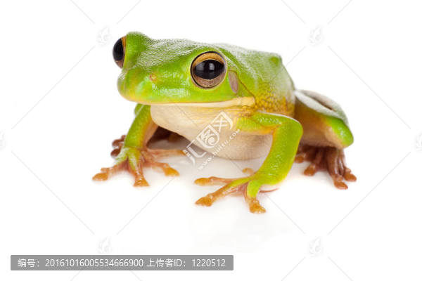 看樹蛙