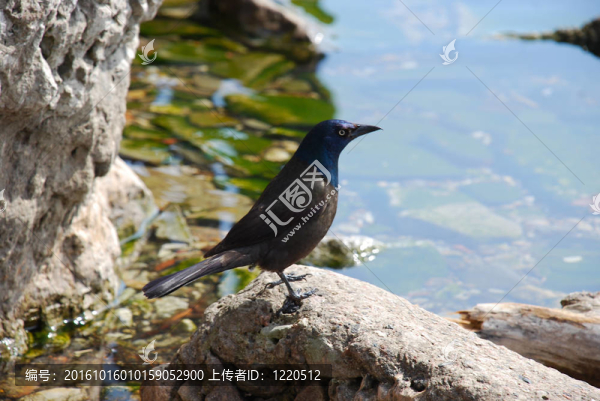 黑鳥在湖岸巖石上休息。