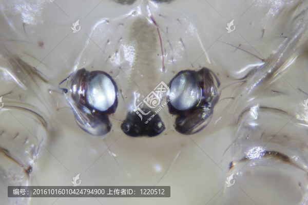 蜘蛛的蜘蛛圖