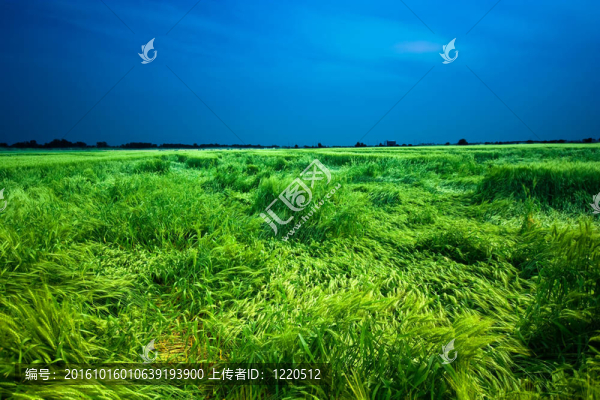 小麥田