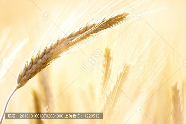 小麥