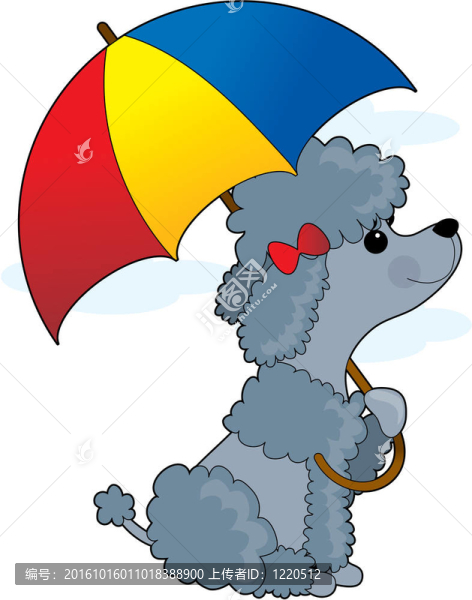 貴賓犬在雨中