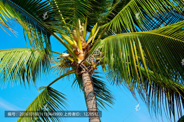 棕櫚樹