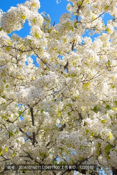 梨花和藍天