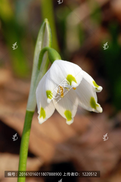 雪蓮花