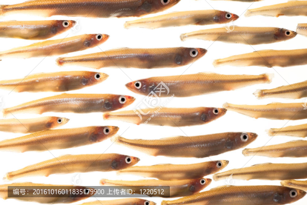 小魚安排（冶煉）4