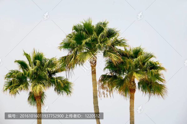 三掌